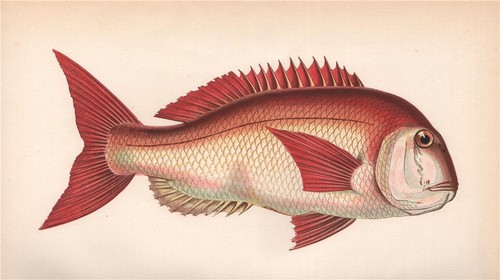 Couch fish sea - couch., bream